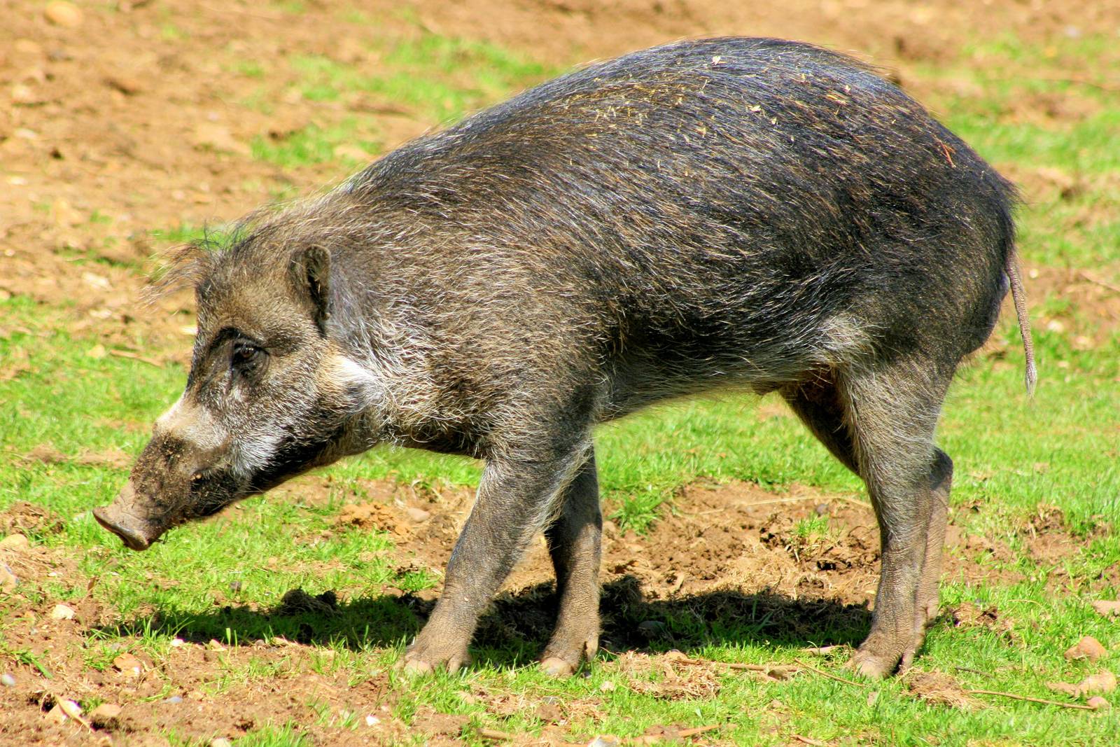 Visayan warty pig; Colchester; 25th May 2013