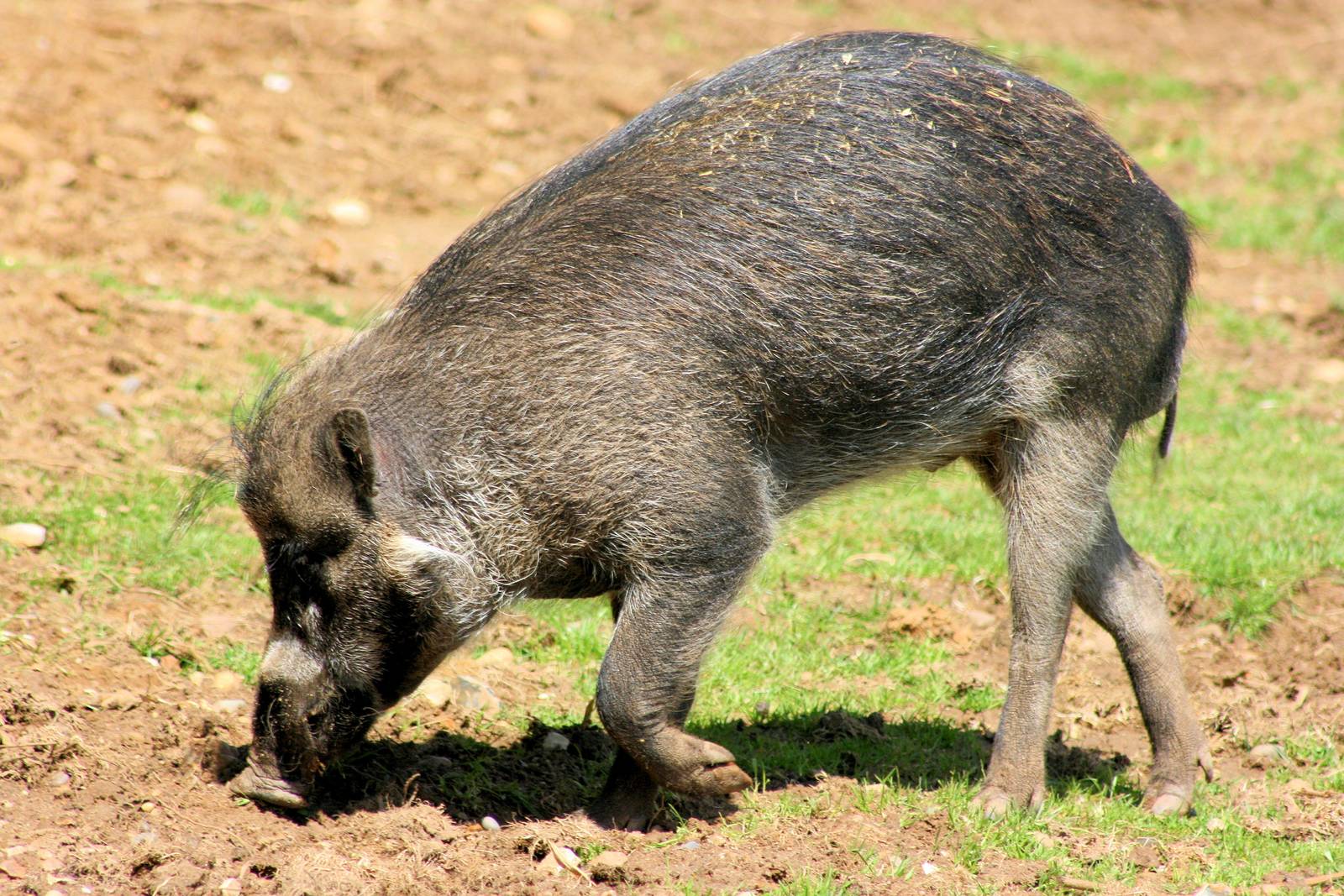 Visayan warty pig; Colchester; 25th May 2013