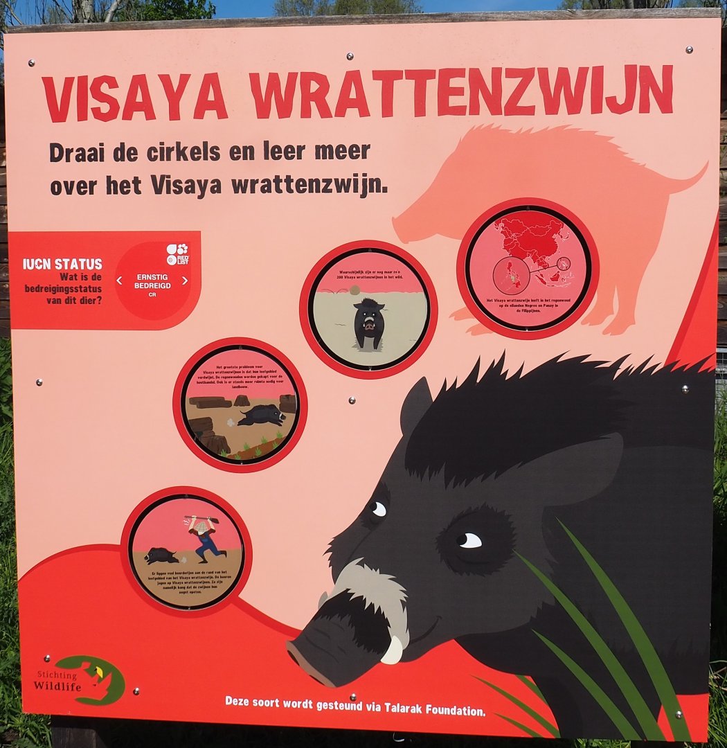 Visayan warty pig conservation signage, 2023-04-30