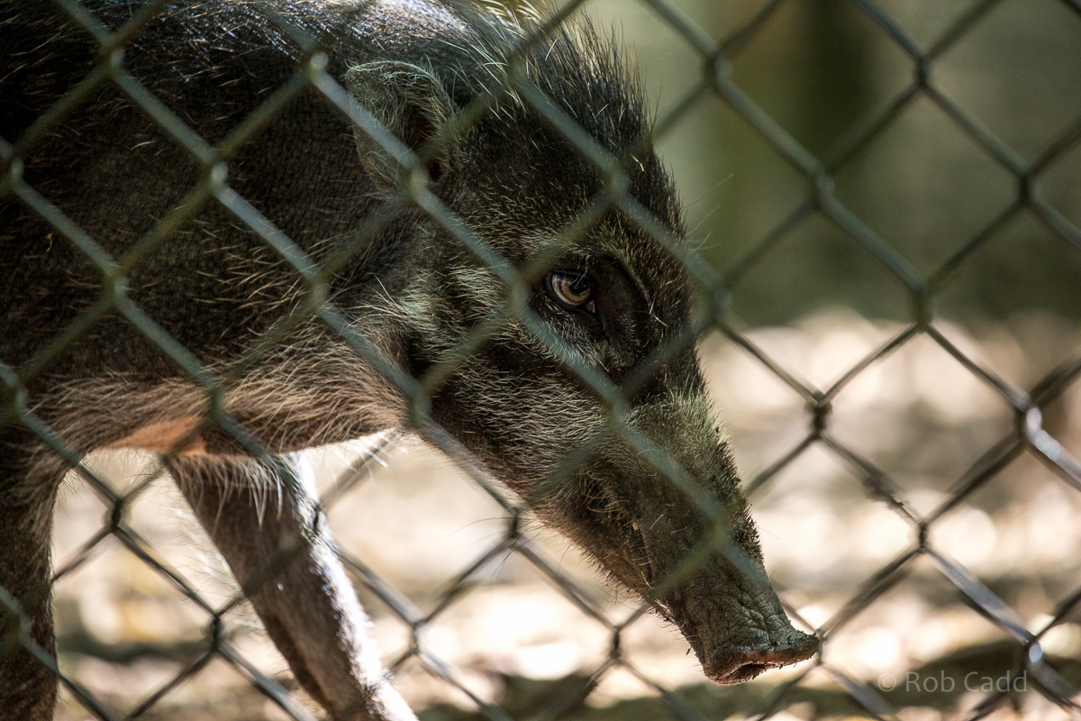 Visayan warty pig : Cotswold WP : 19 Jul 2015