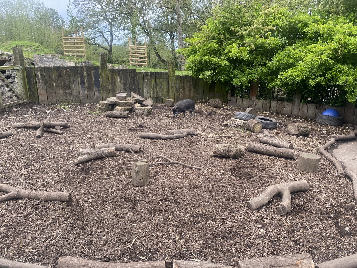 Visayan warty pig enclosure 060523