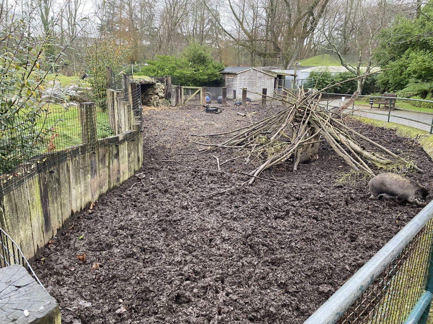 Visayan warty pig enclosure 111221