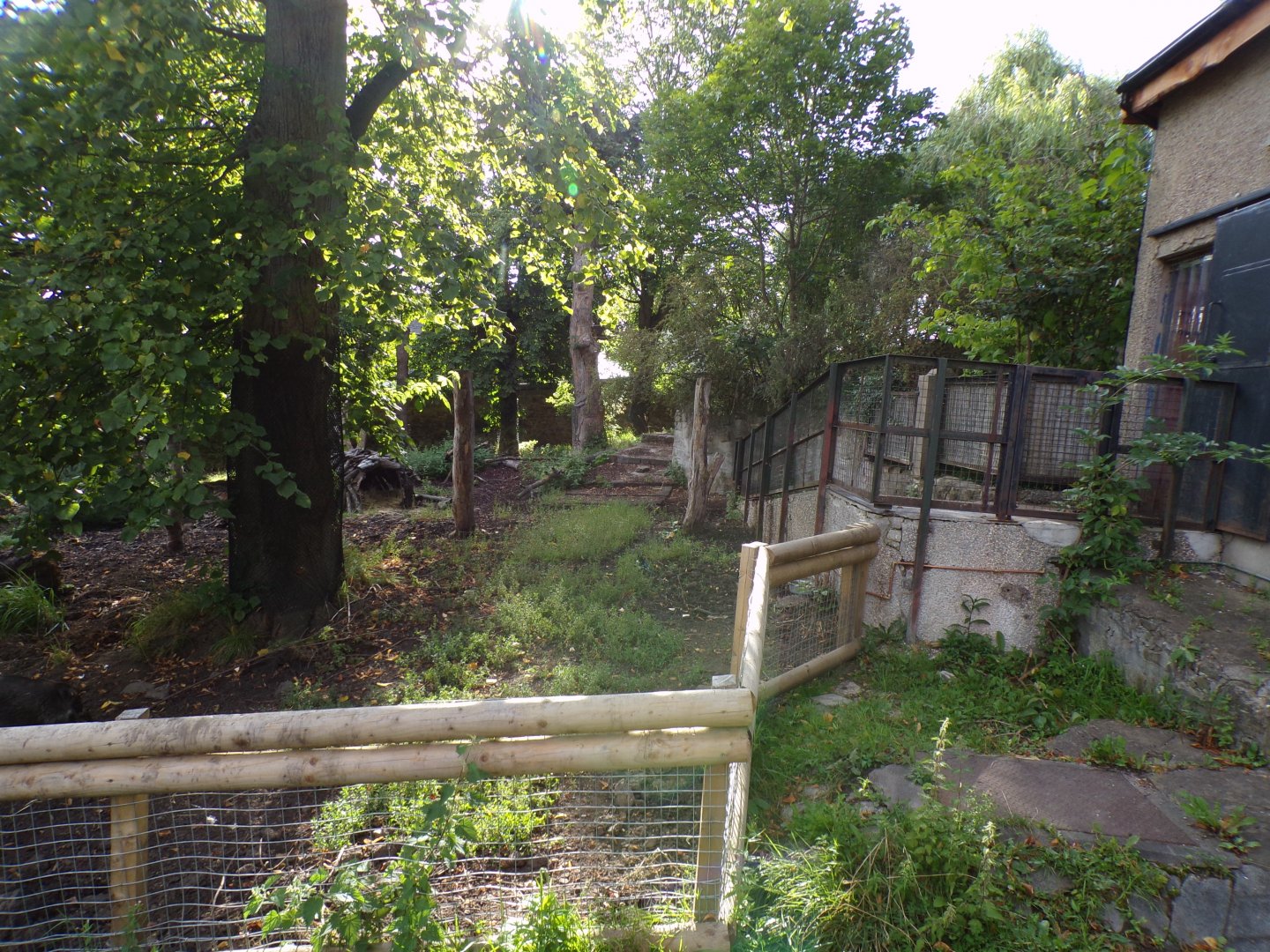 Visayan warty pig enclosure 14.8.23