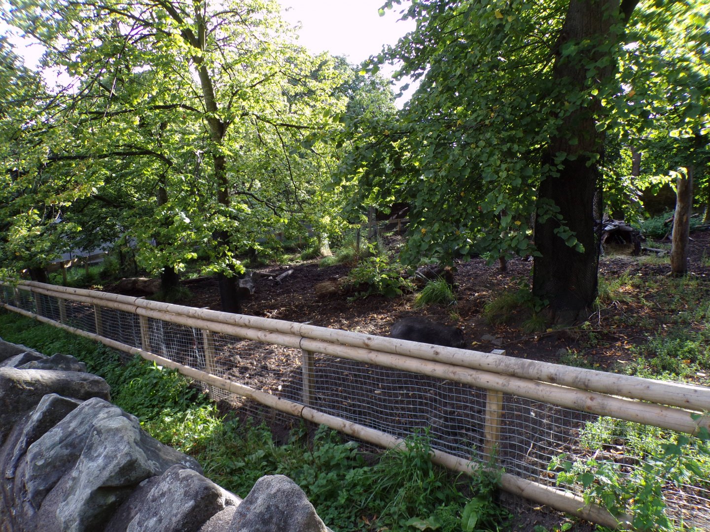 Visayan warty pig enclosure 14.8.23