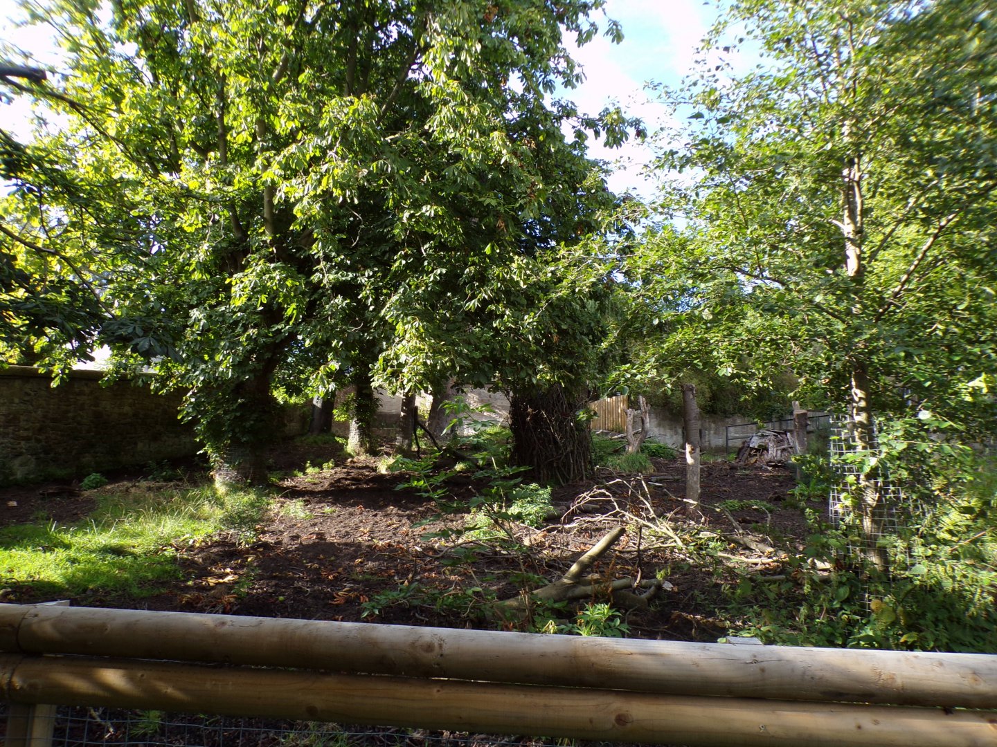 Visayan warty pig enclosure 14.8.23