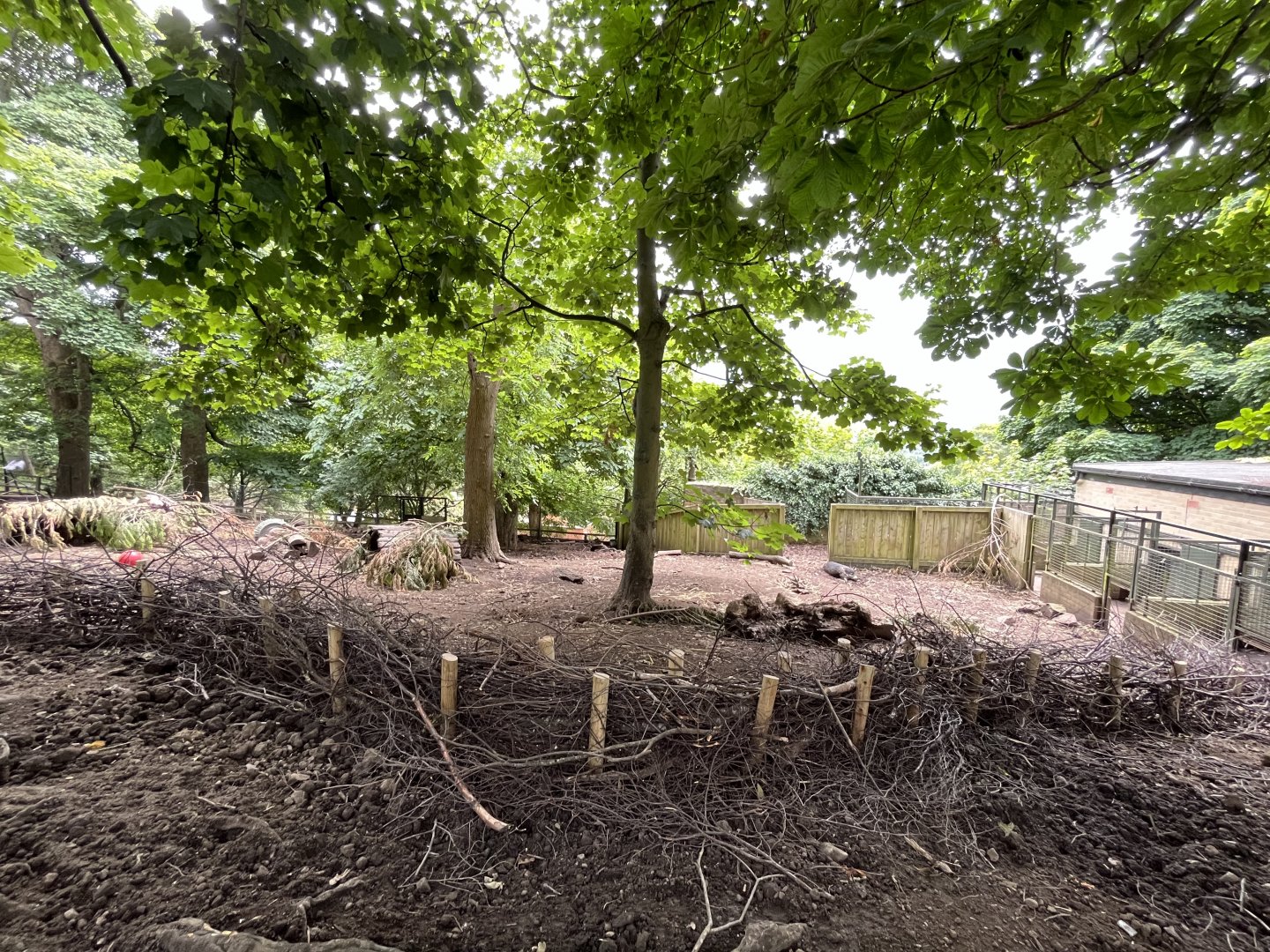 Visayan warty pig enclosure 15.7.24