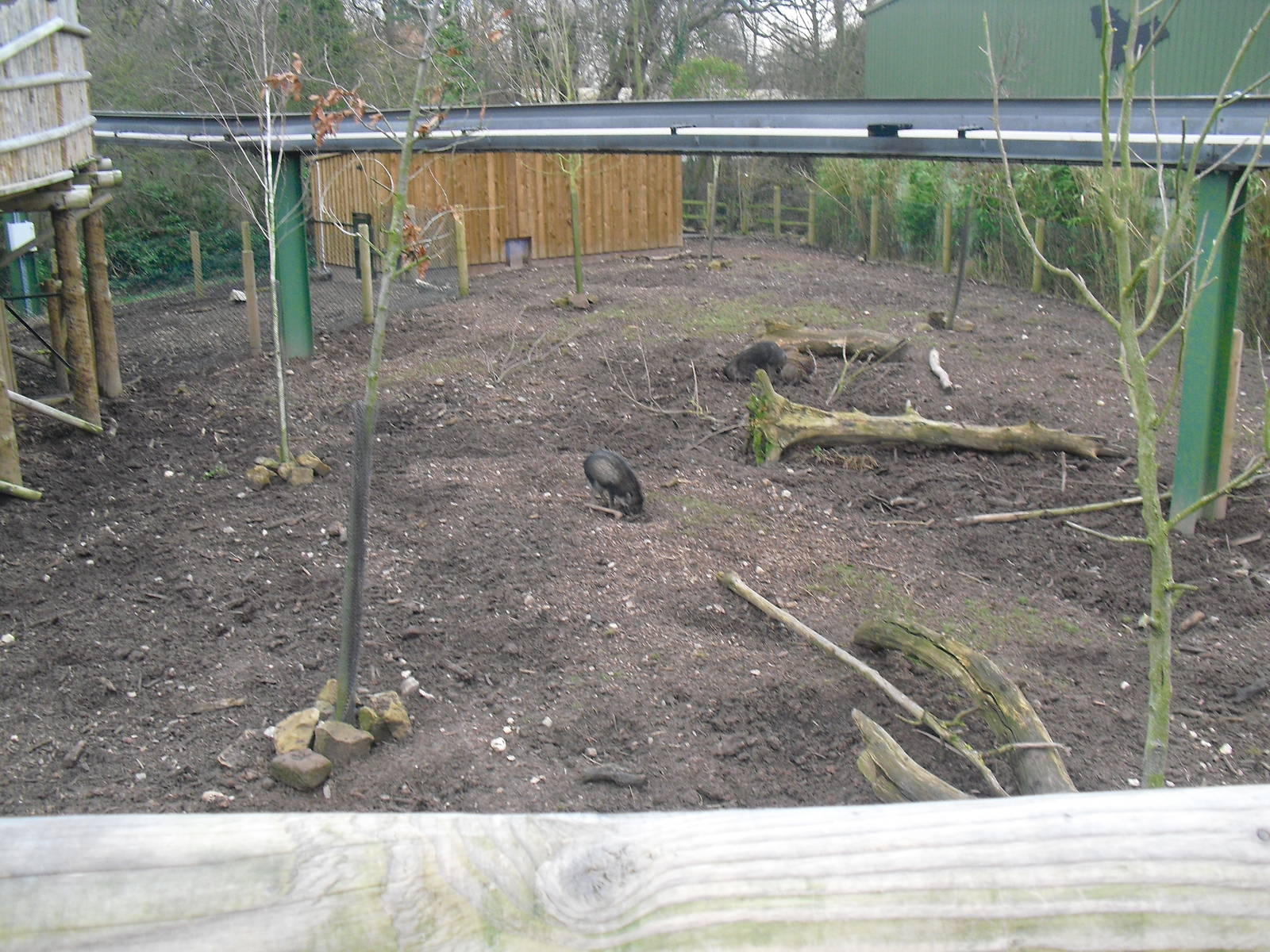 Visayan Warty Pig Enclosure - 16/02/2011