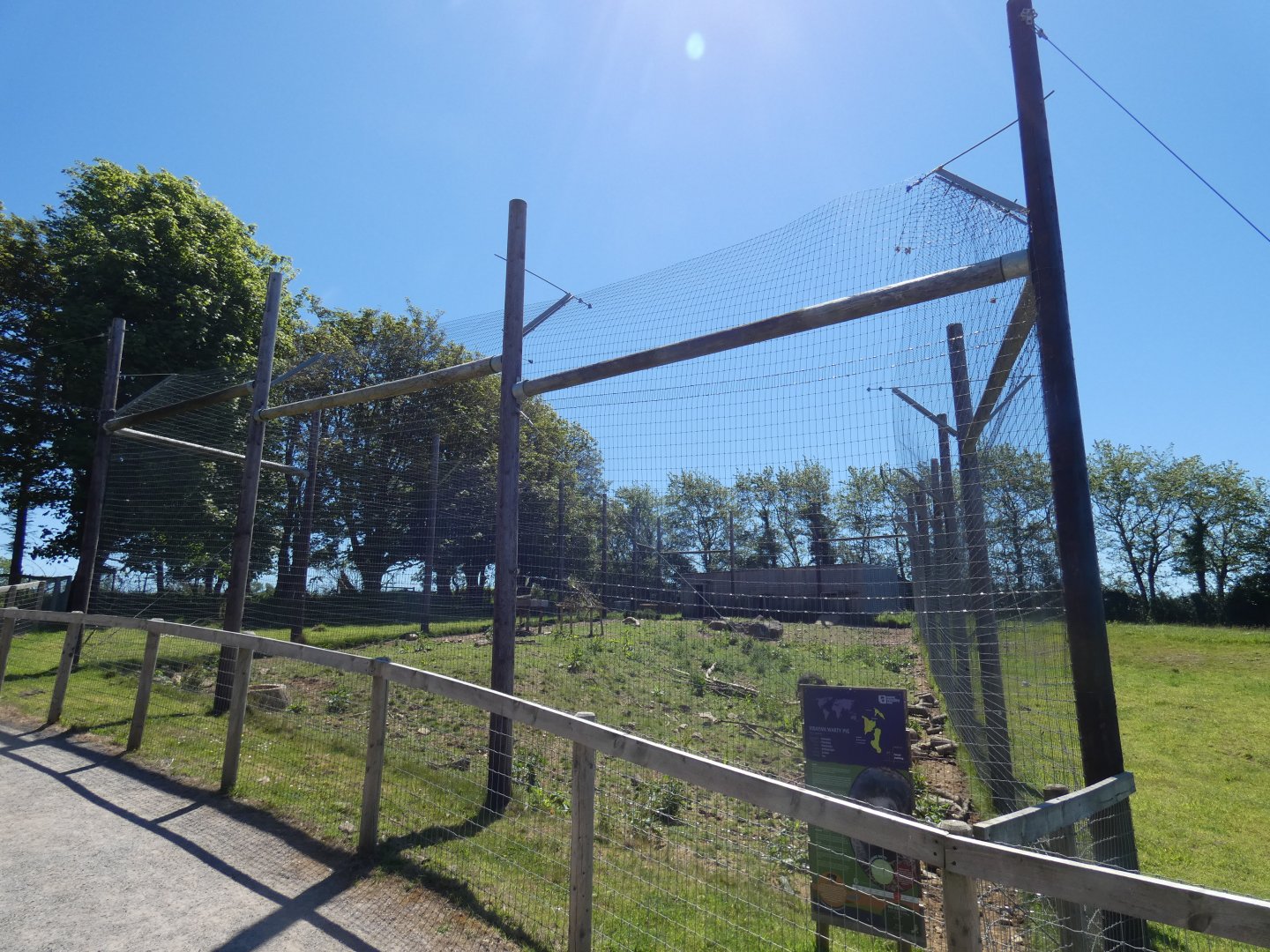 Visayan warty pig enclosure (2)