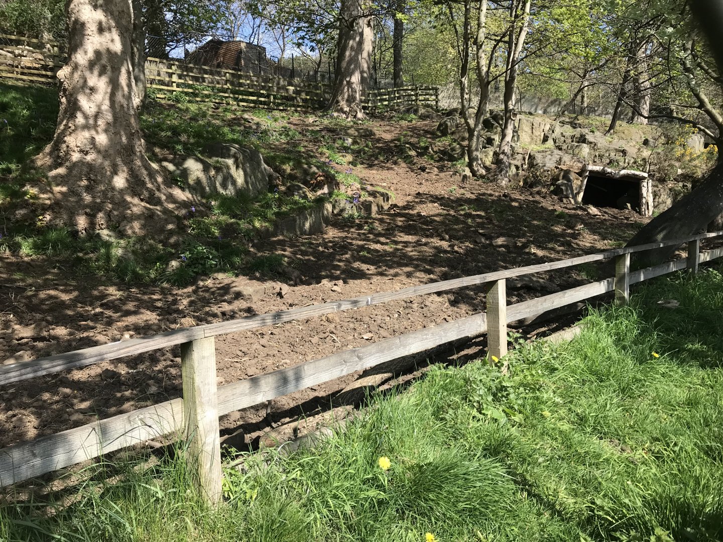 Visayan warty pig enclosure (2)