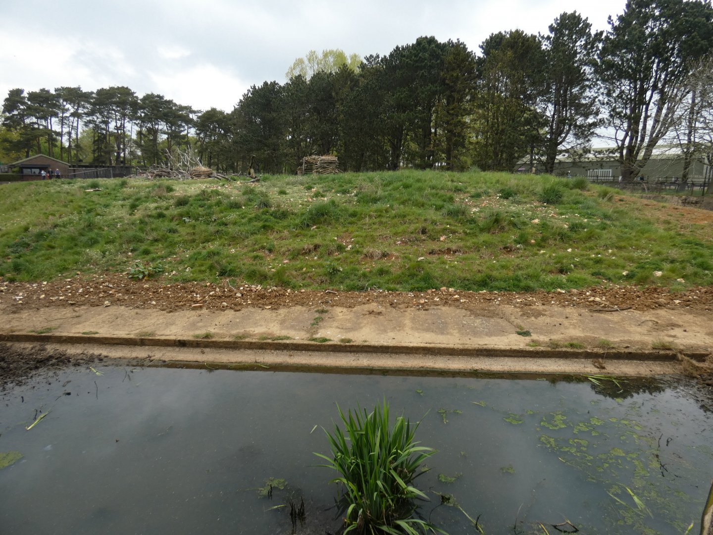 Visayan warty pig enclosure (2)