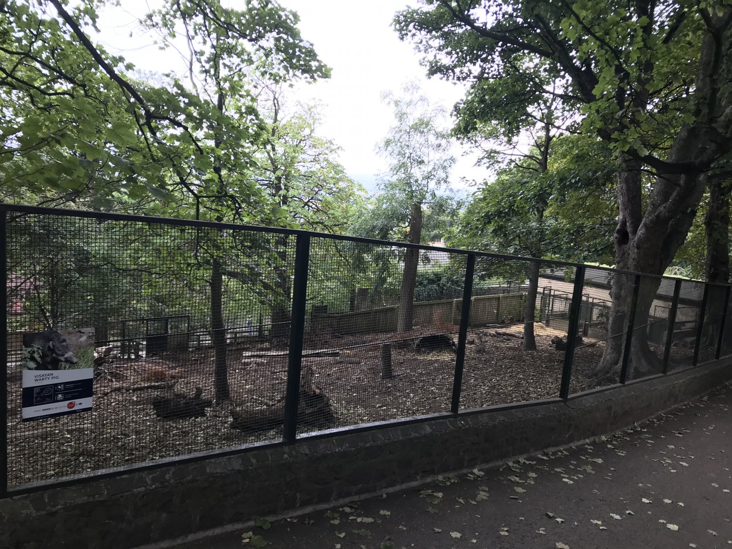 Visayan warty pig enclosure (2)