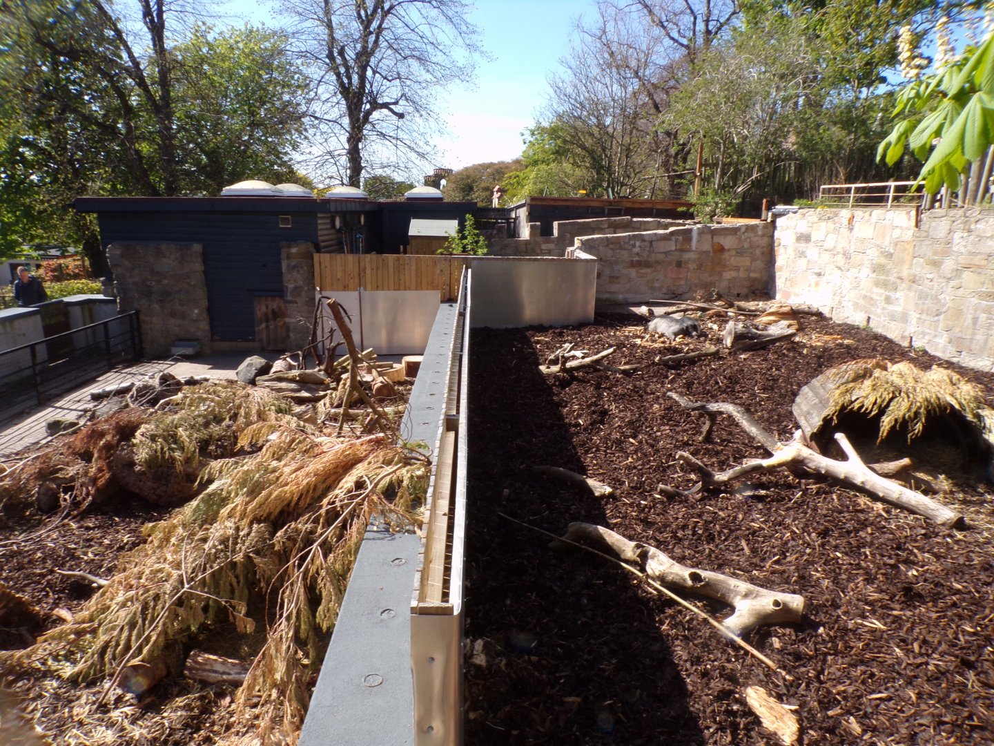 Visayan warty pig enclosure 20.4.25
