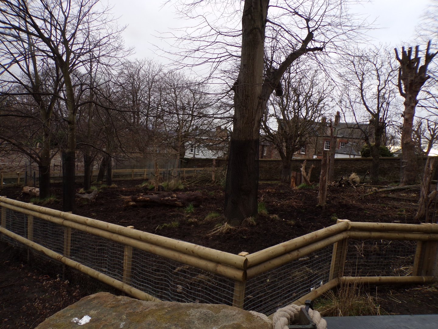 Visayan warty pig enclosure 26.2.23