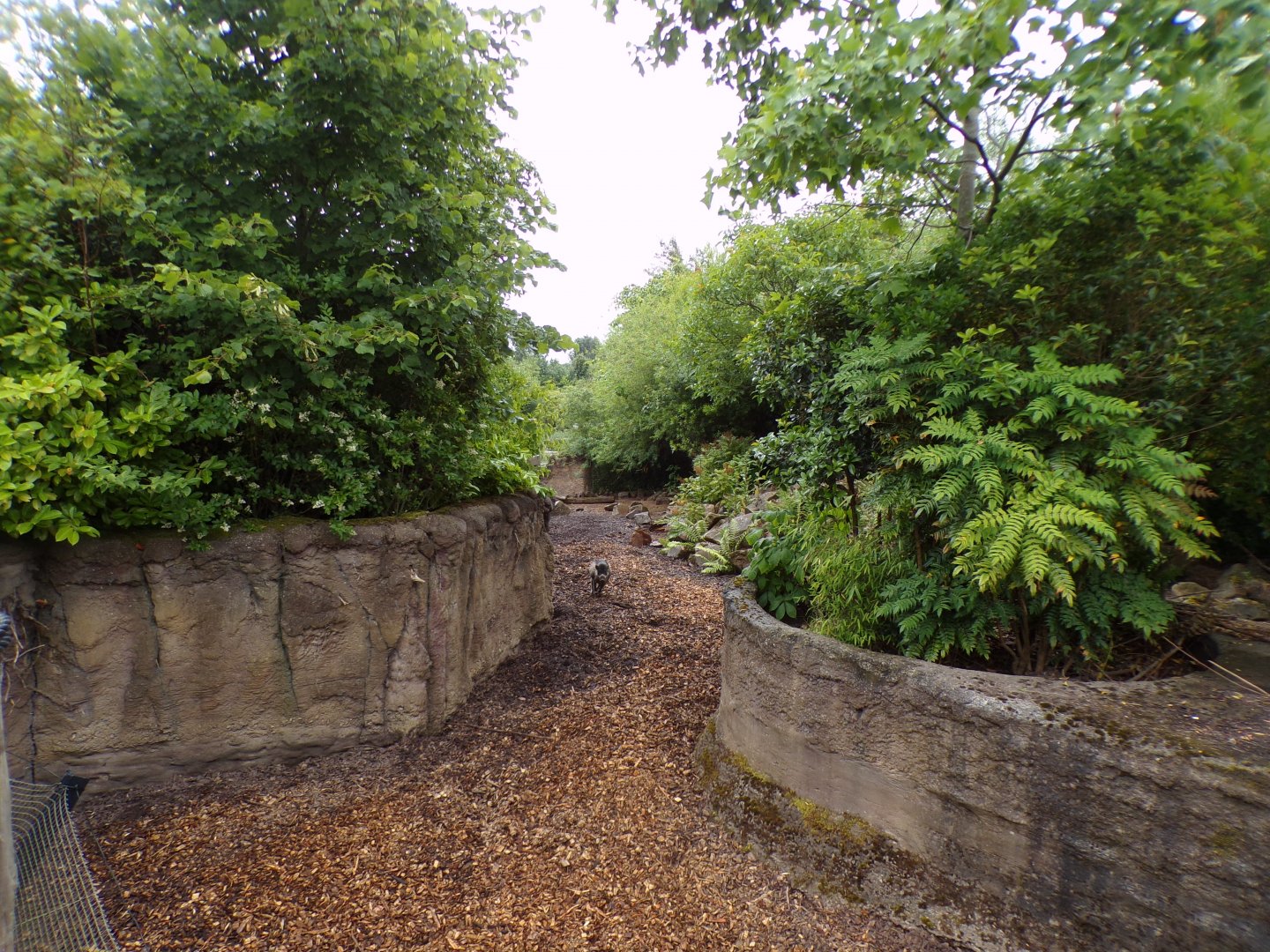 Visayan warty pig enclosure 29.6.24