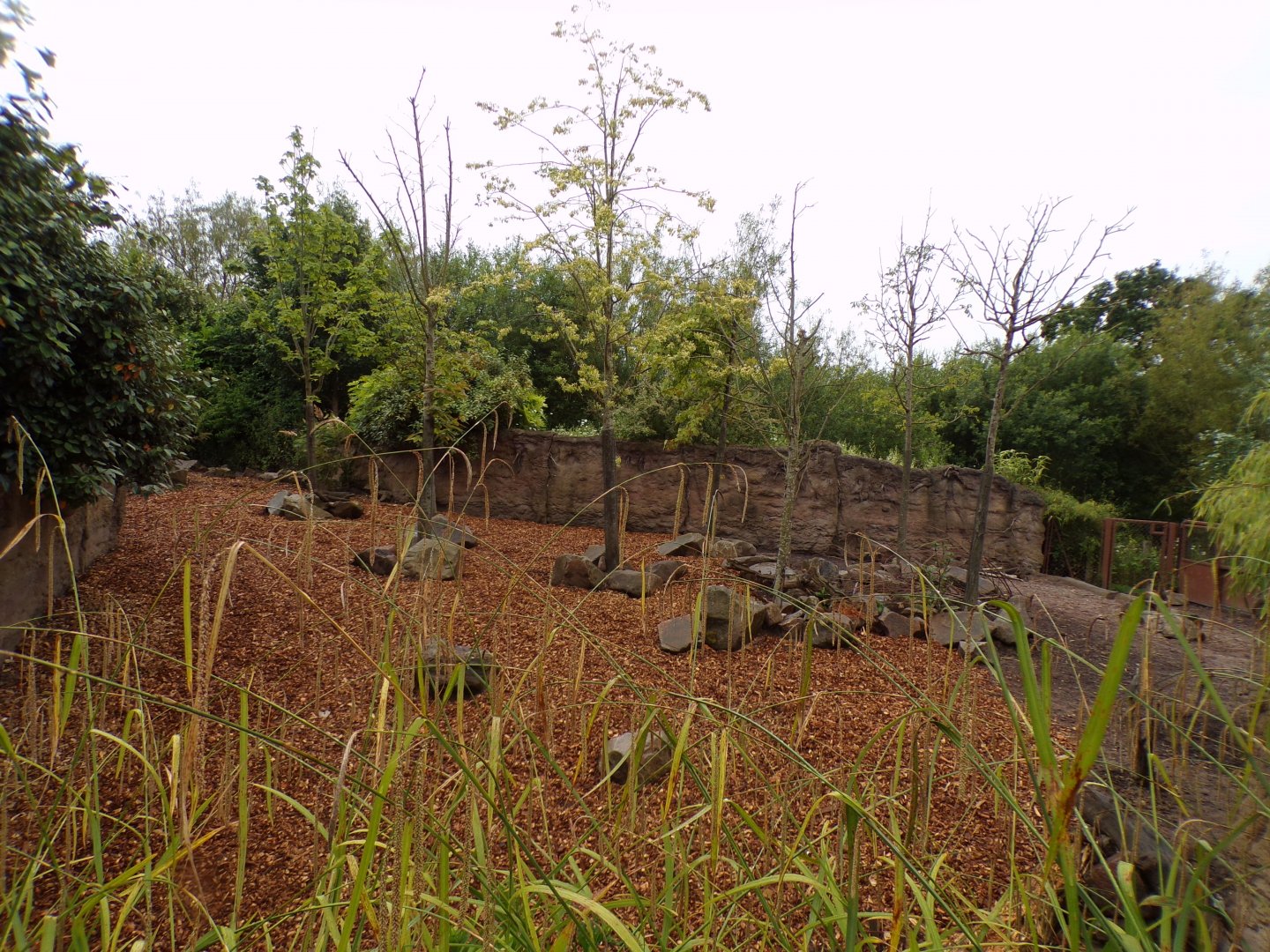 Visayan warty pig enclosure 29.6.24