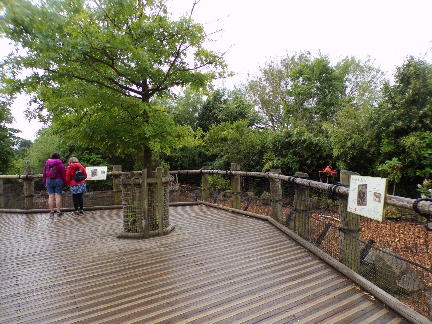 Visayan warty pig enclosure 29.6.24