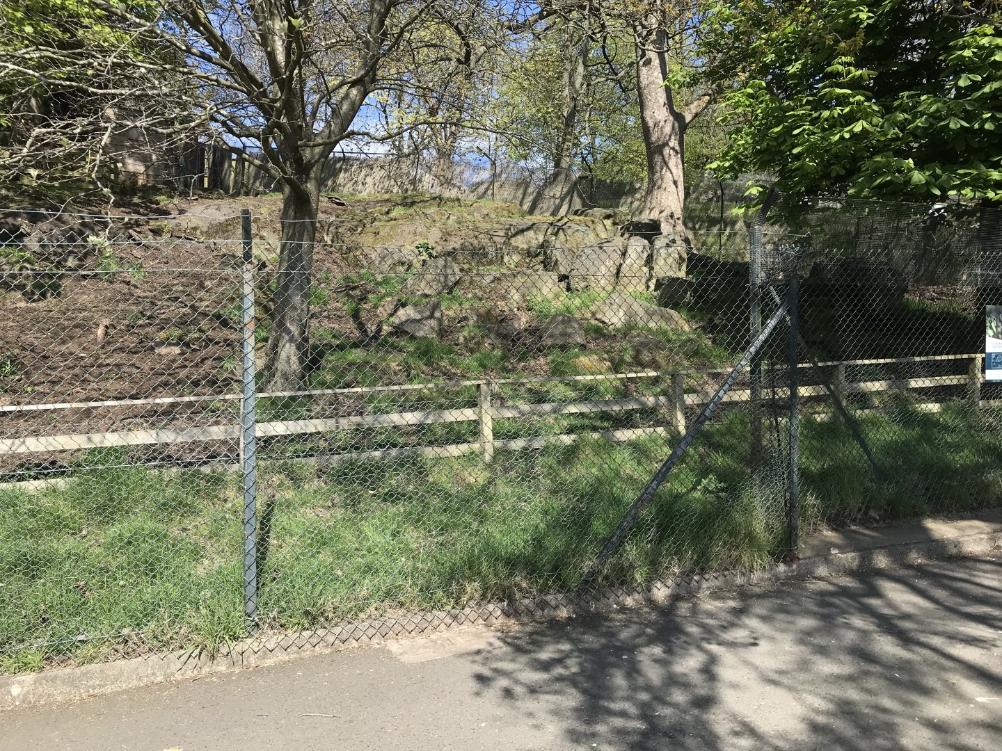 Visayan warty pig enclosure (3)