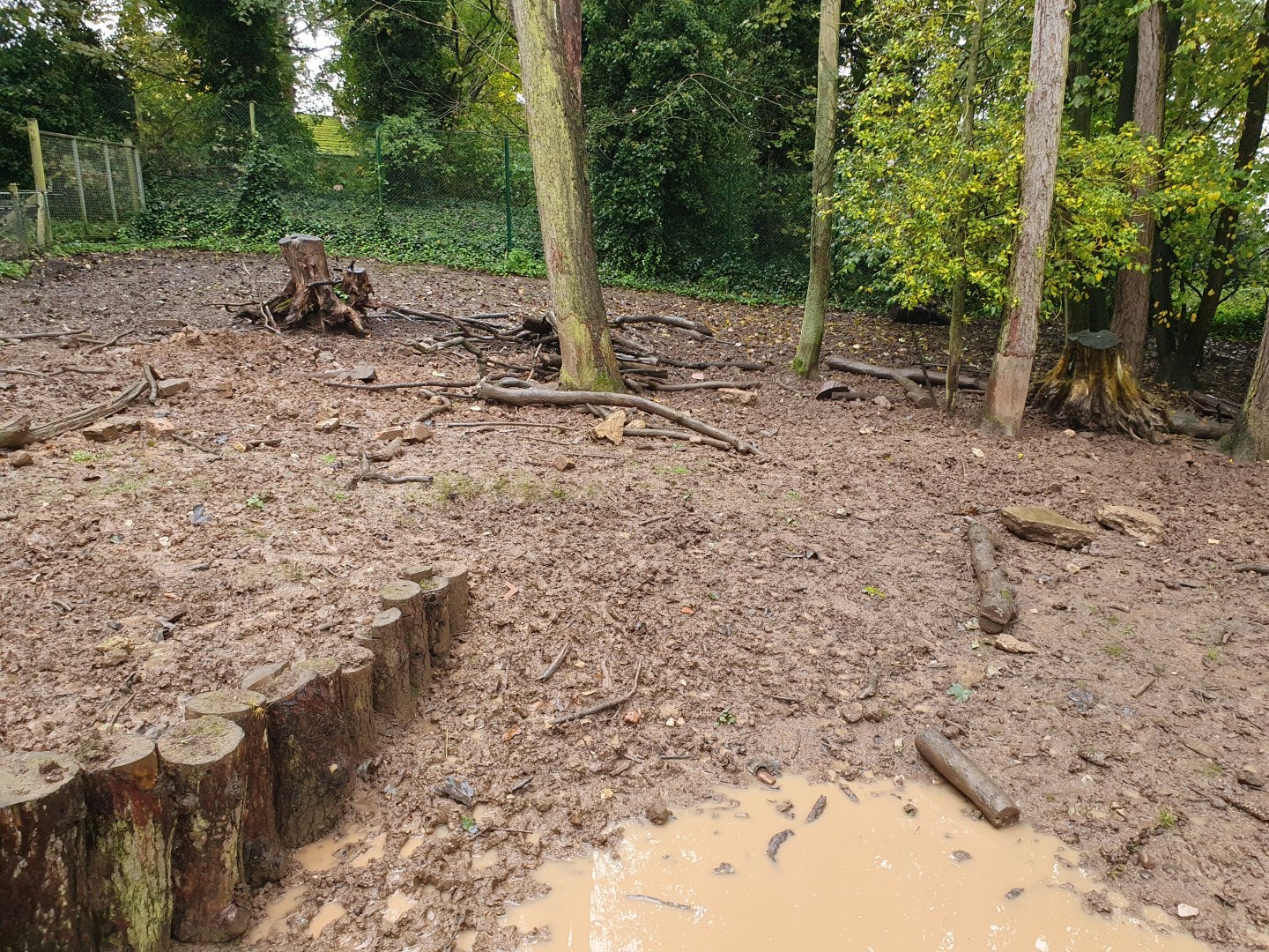 Visayan Warty Pig enclosure 31/10/23