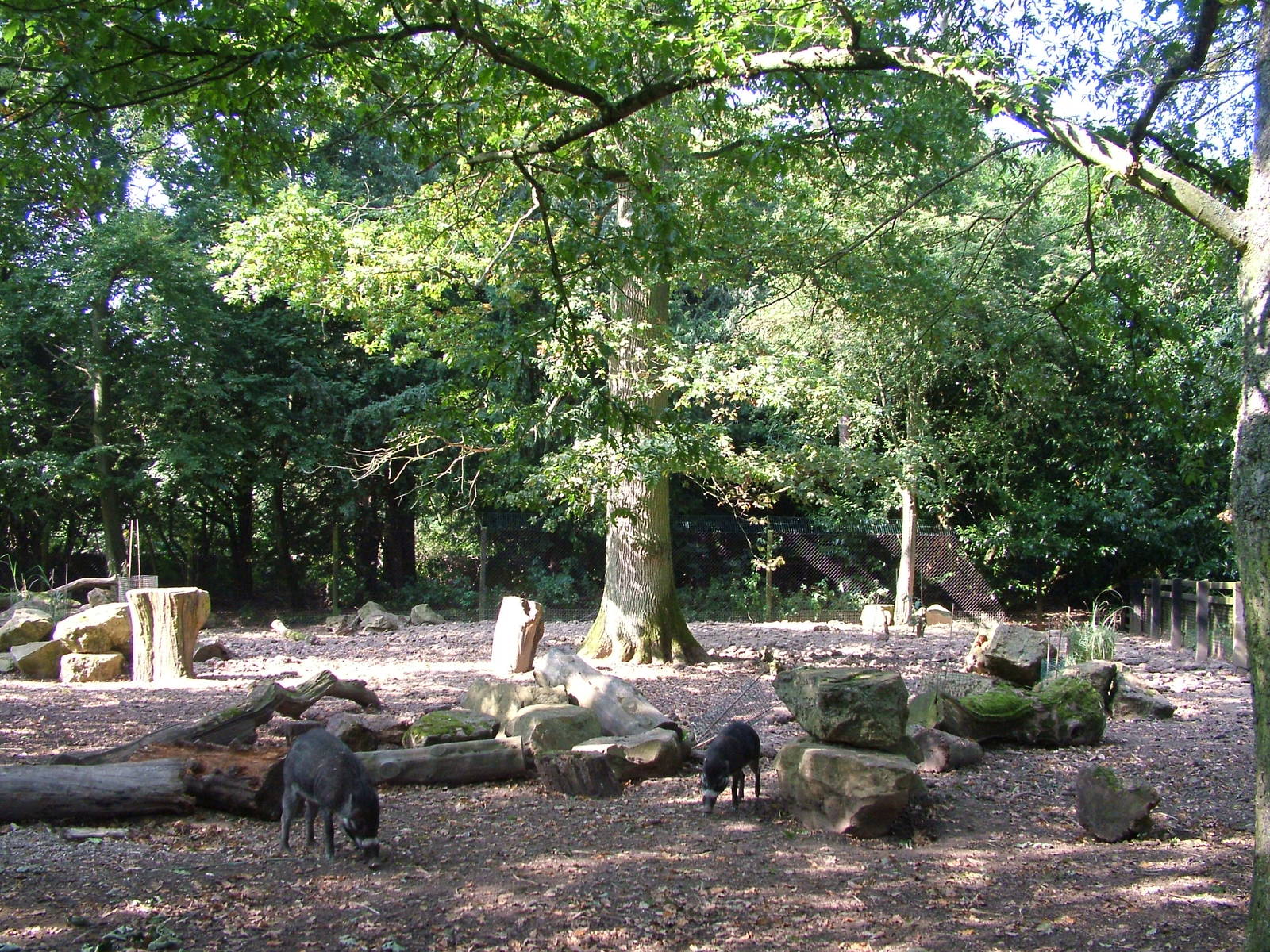 Visayan Warty Pig enclosure at Cotswold WP 19/09/09