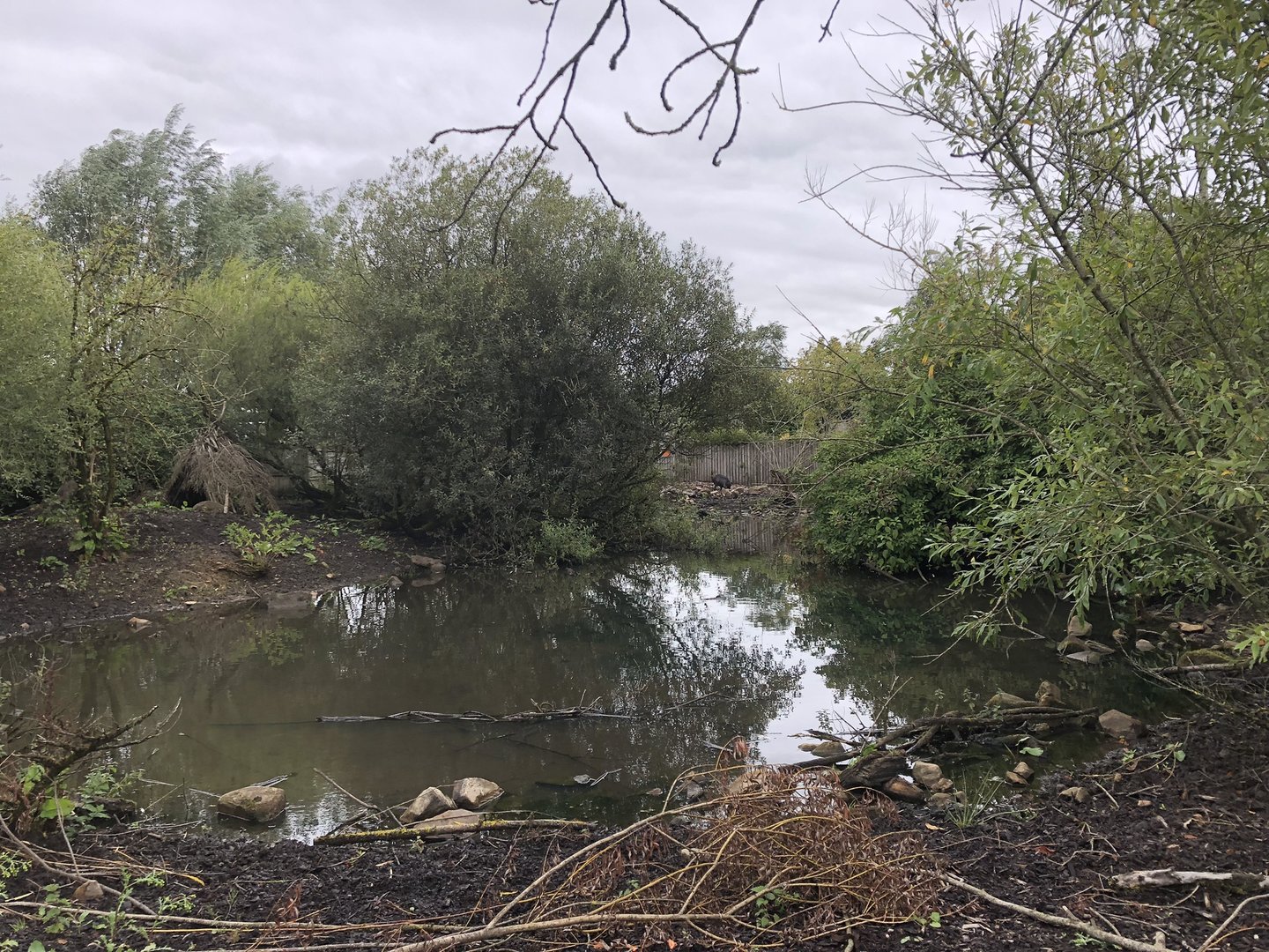 Visayan Warty Pig Enclosure at Peak Wildlife Park (August 2023)