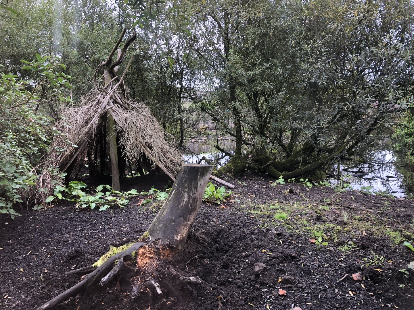 Visayan Warty Pig Enclosure at Peak Wildlife Park (August 2023)