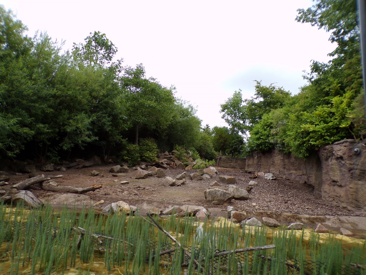 Visayan warty pig enclosure from the riverboat 29.6.24