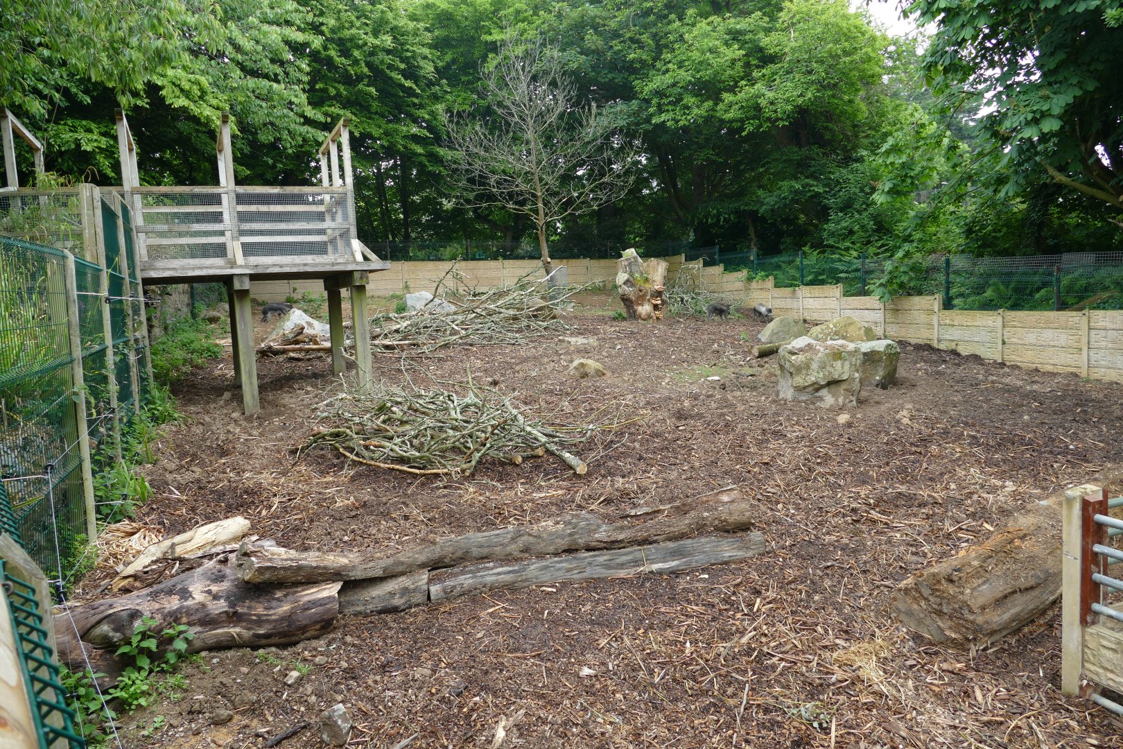 Visayan warty pig enclosure, June 2018