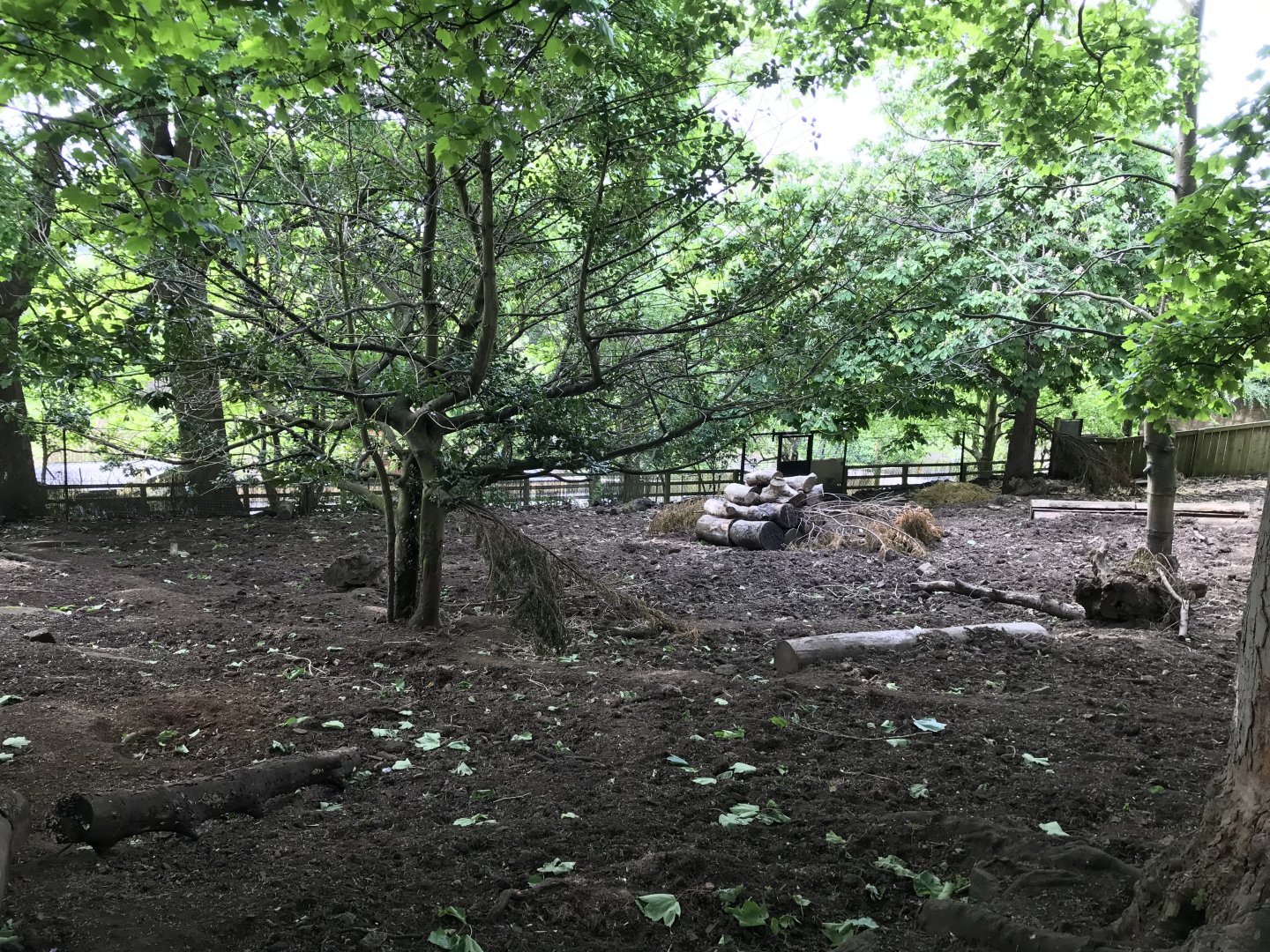 Visayan warty pig enclosure upper area