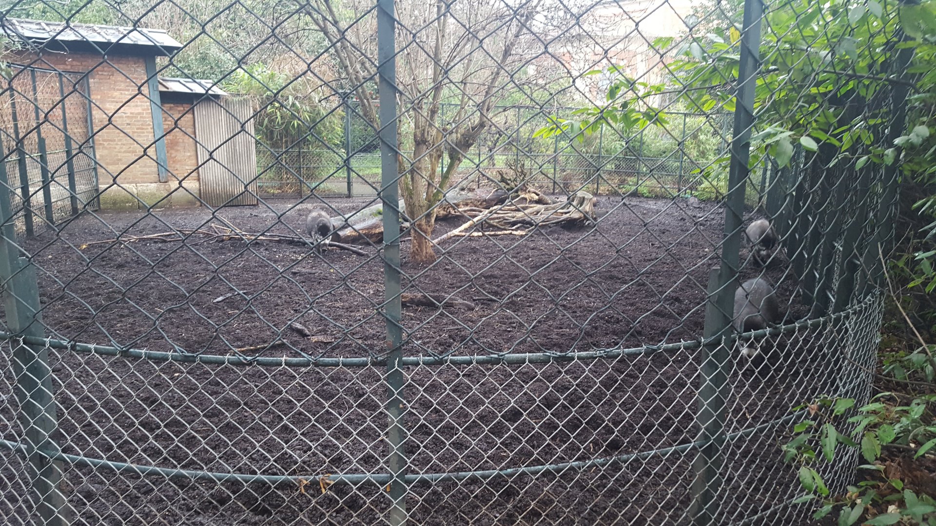 Visayan warty pig enclosure