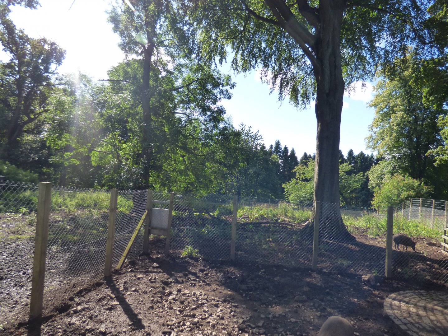 Visayan Warty Pig Enclosure