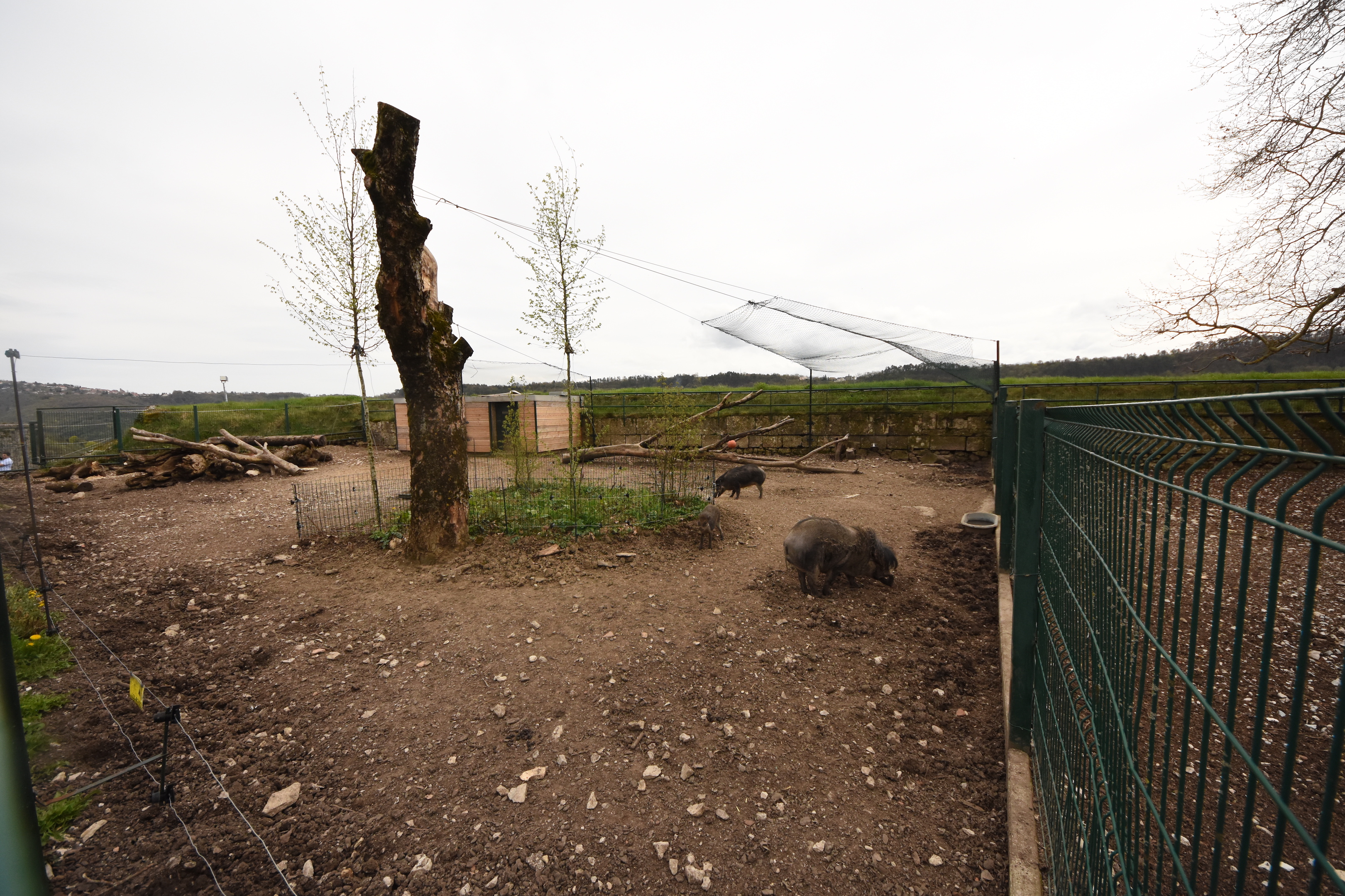 Visayan warty pig enclosure