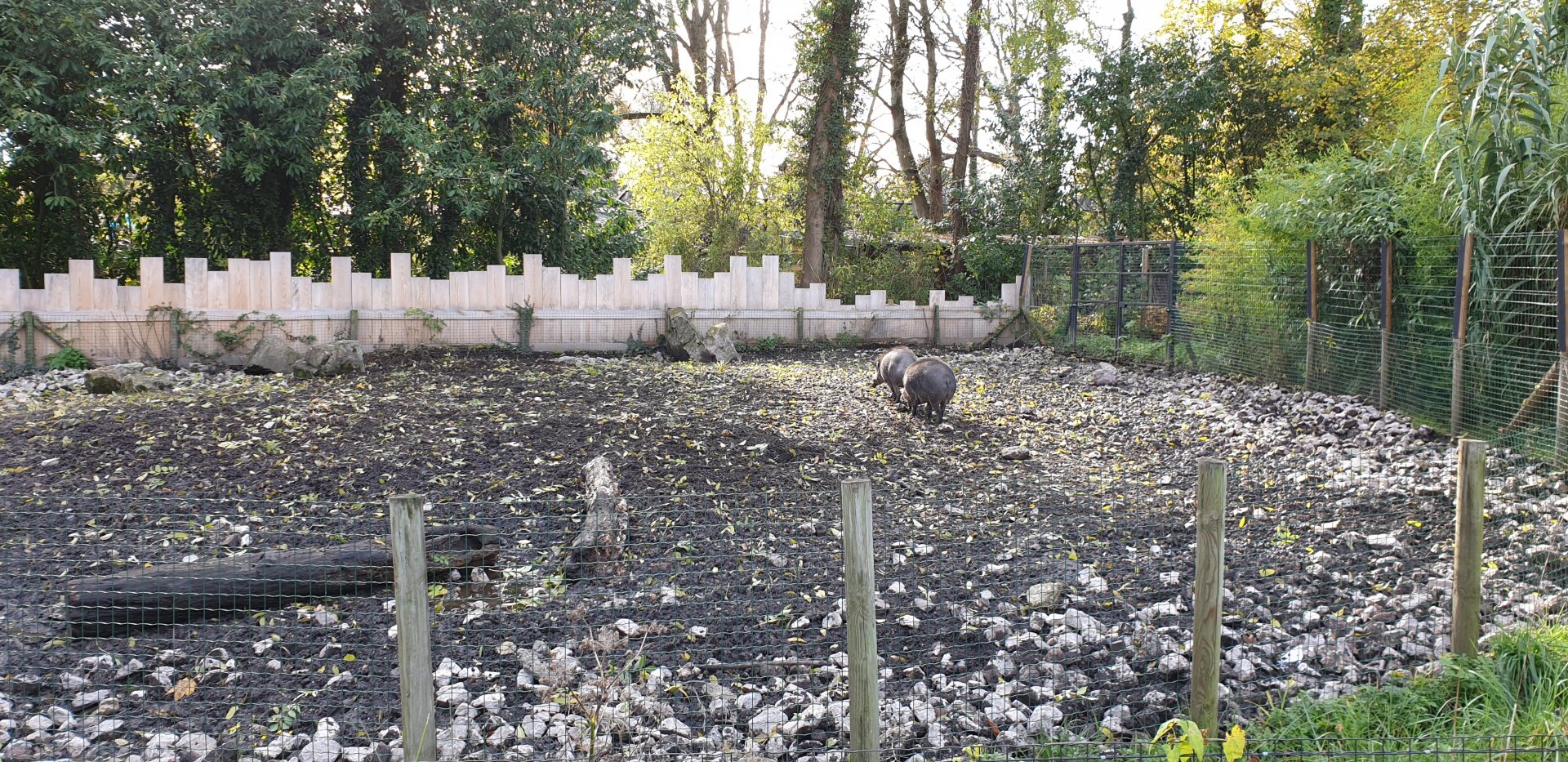 Visayan warty pig enclosure