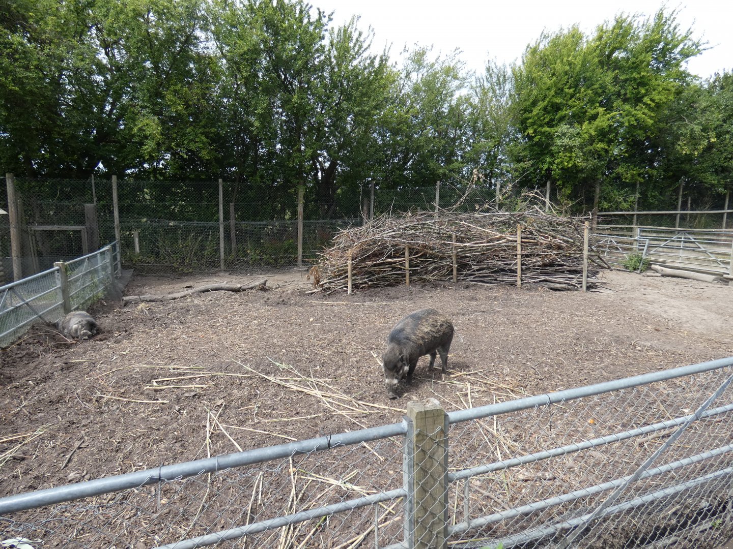 Visayan Warty Pig enclosure