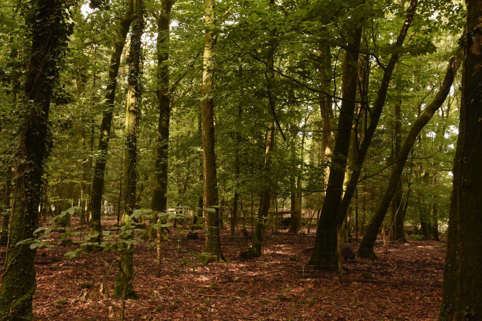 Visayan Warty Pig enclosure