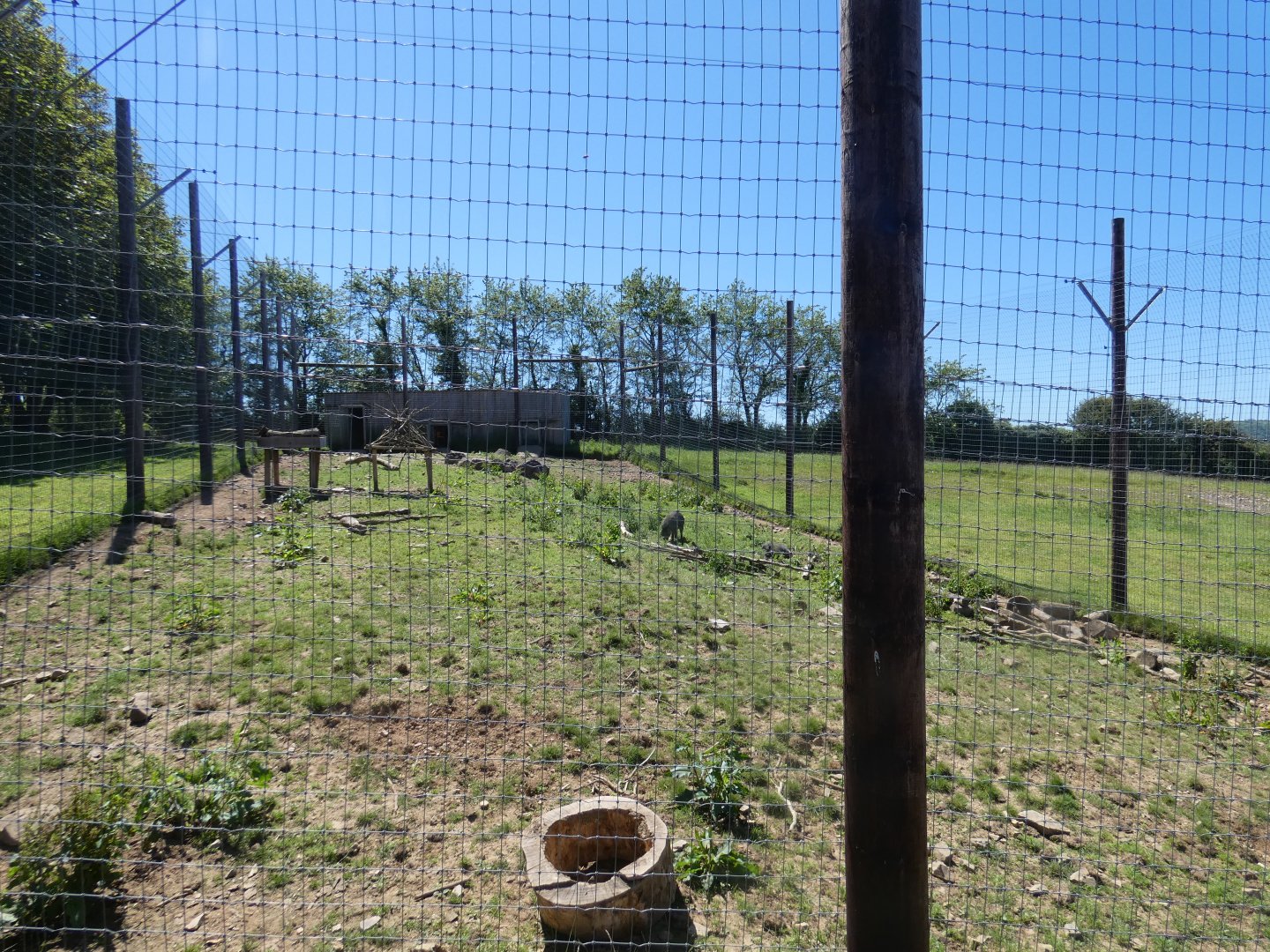 Visayan warty pig enclosure