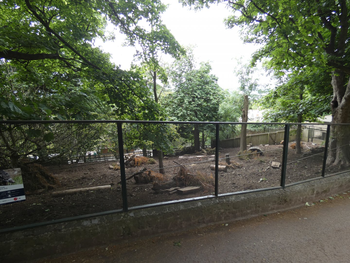 Visayan warty pig enclosure