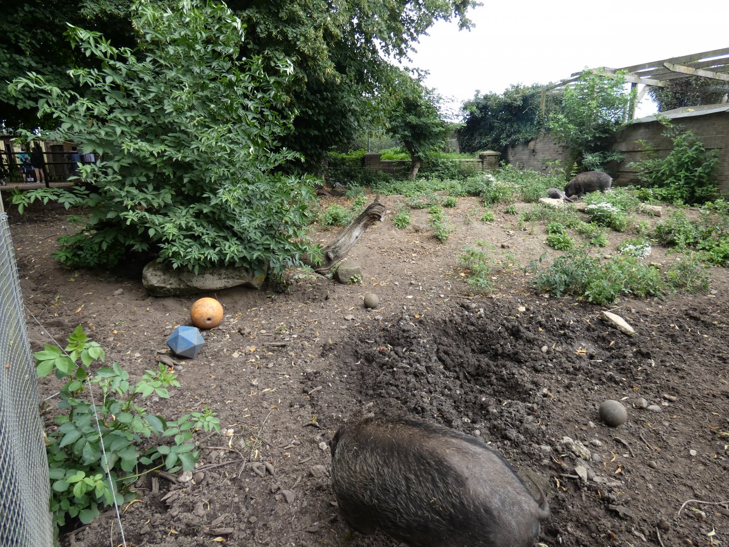 Visayan warty pig enclosure