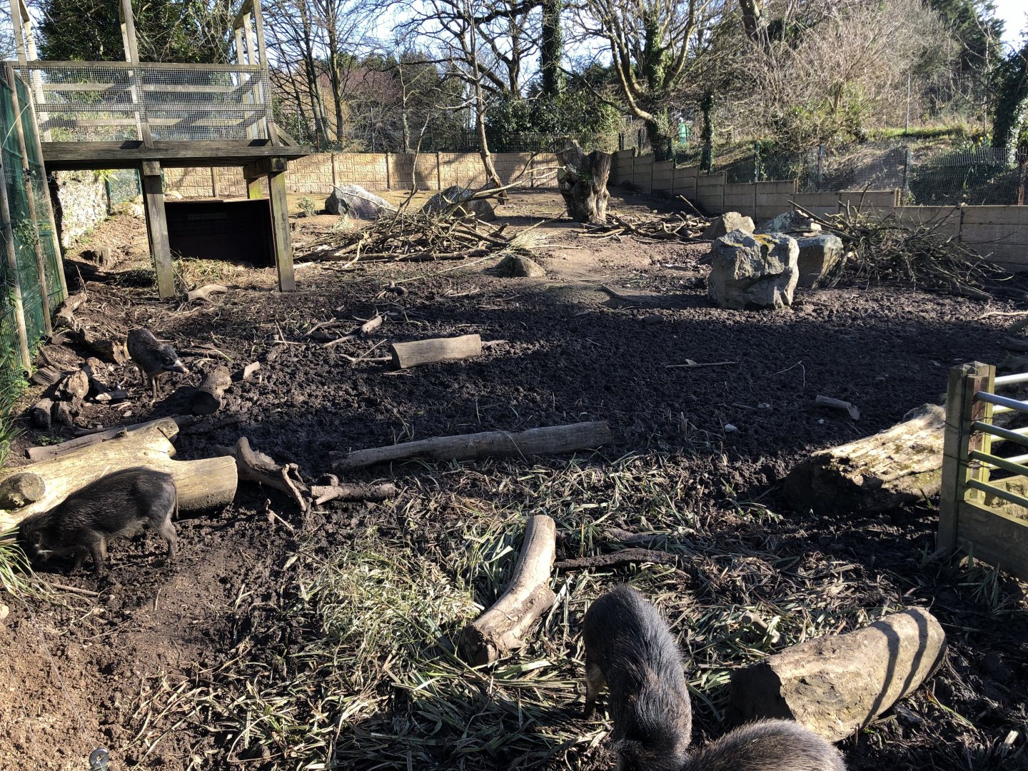 Visayan Warty Pig Enclosure