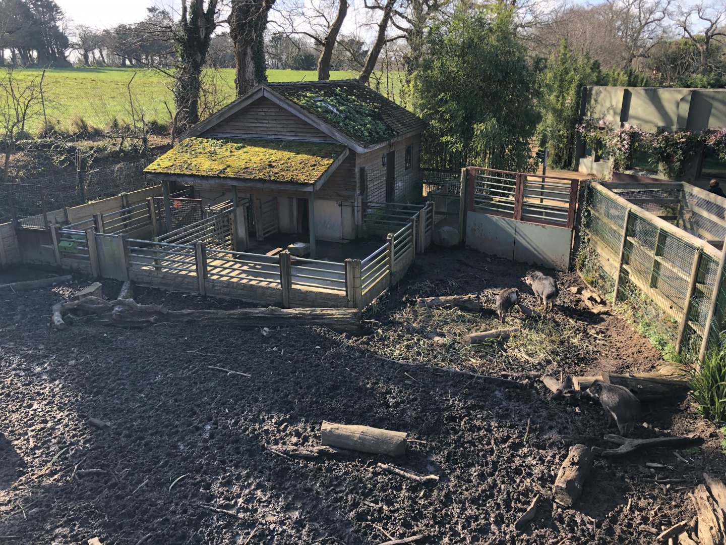 Visayan Warty Pig Enclosure