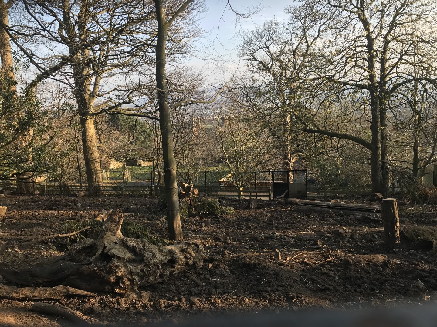 Visayan warty pig enclosure