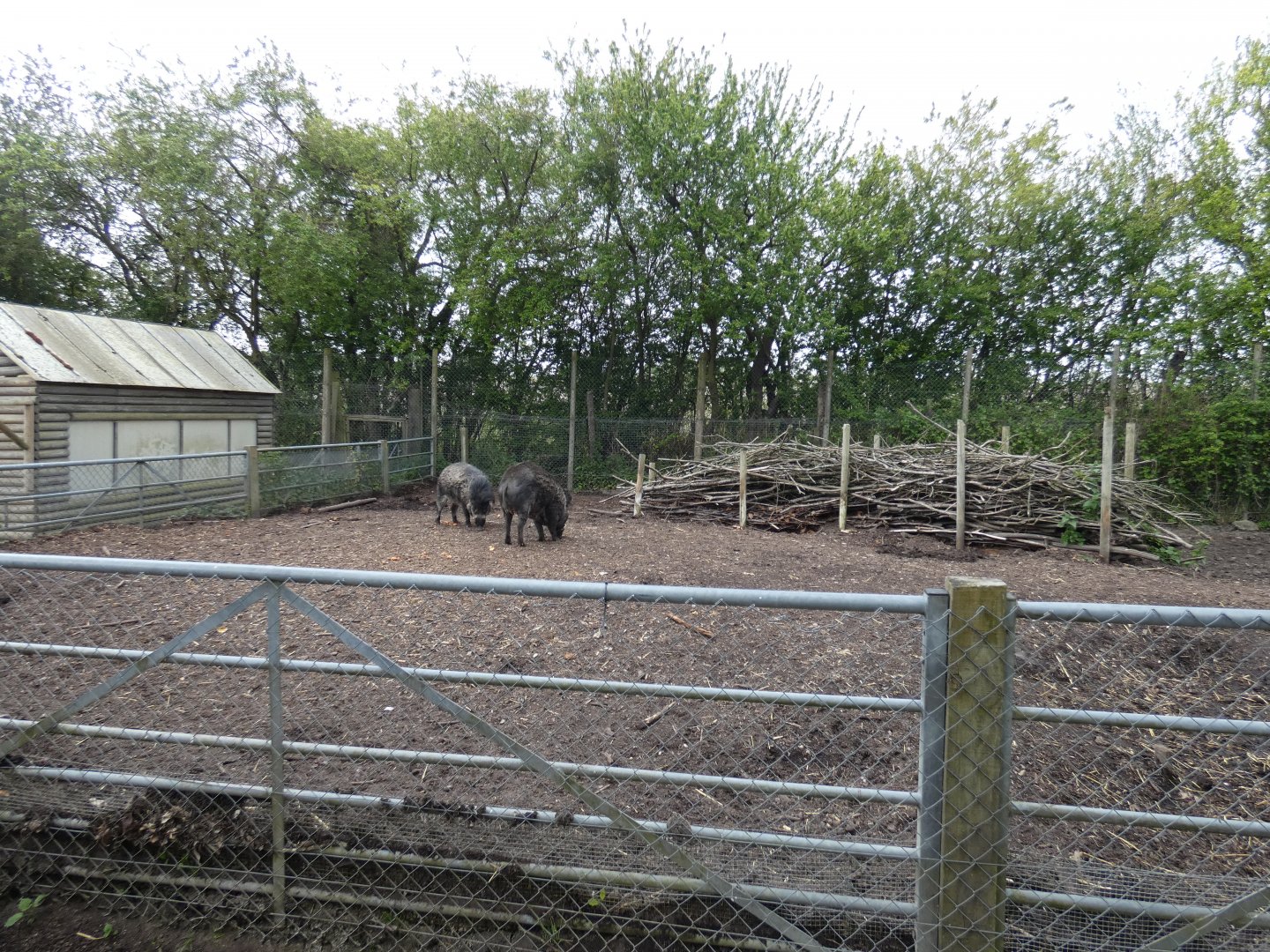 Visayan warty pig enclosure