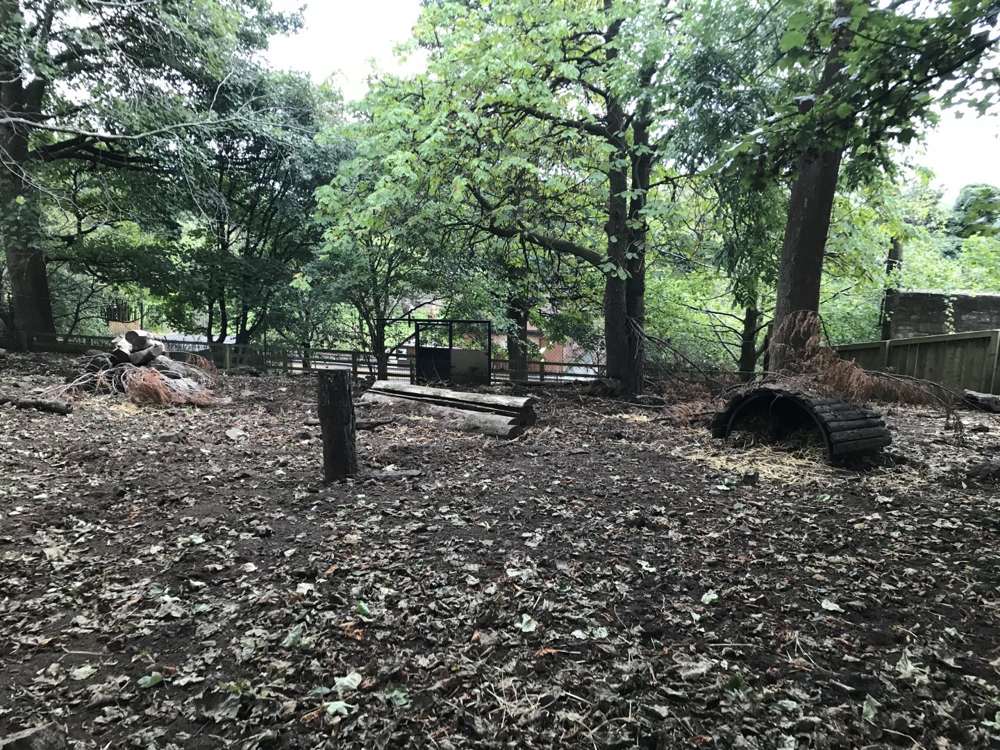 Visayan warty pig enclosure
