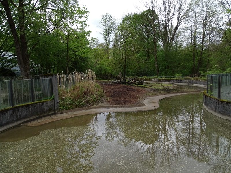 Visayan warty pig enclosure