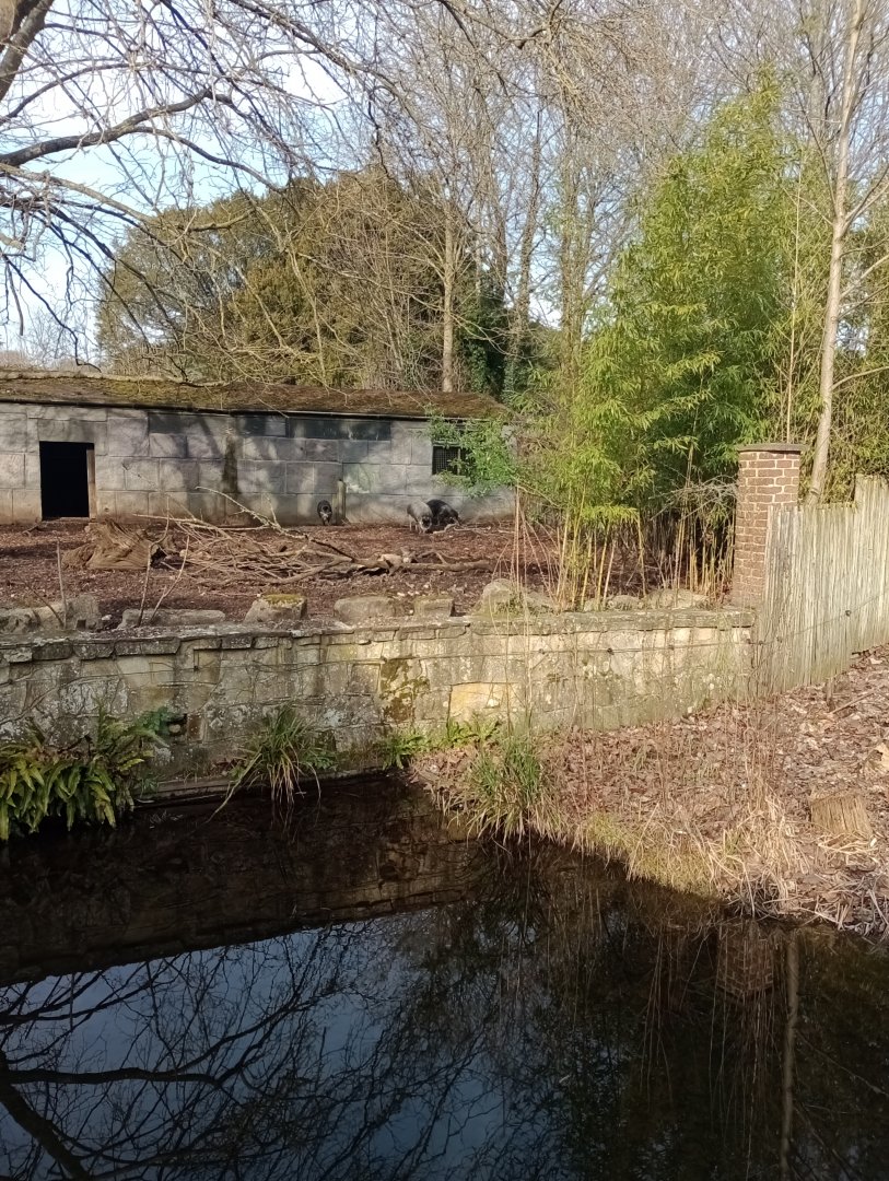 Visayan warty pig enclosure