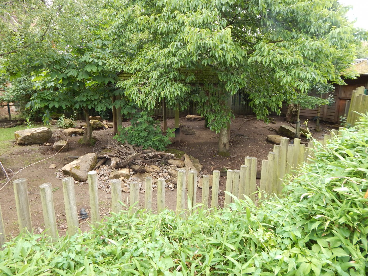 Visayan warty pig exhibit 190622