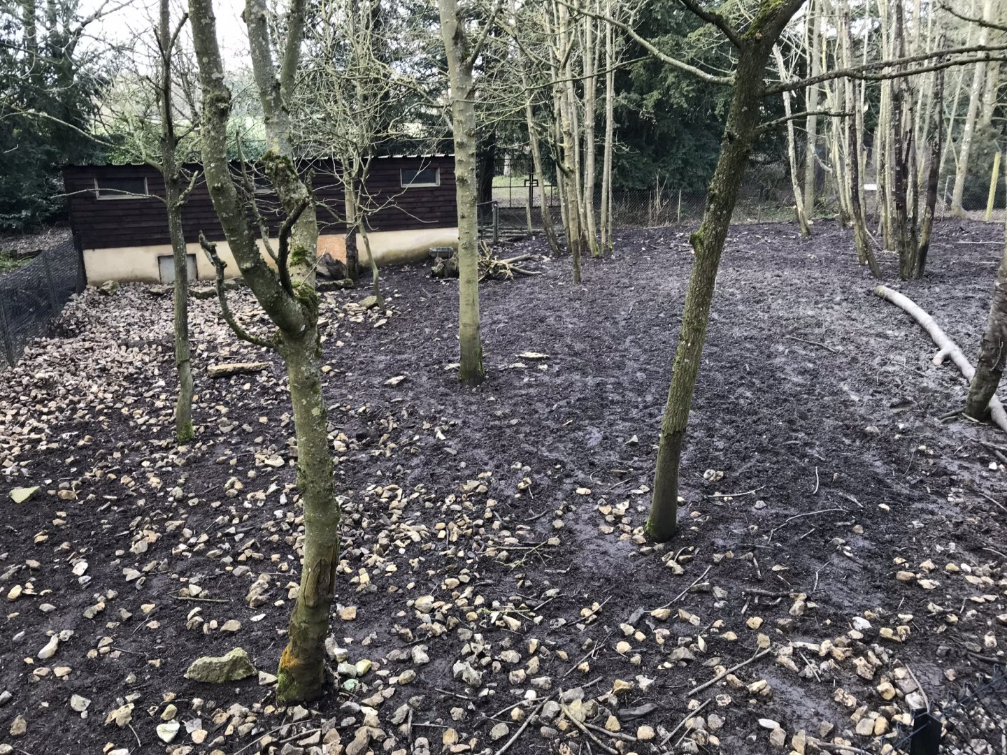 Visayan warty pig exhibit 250318