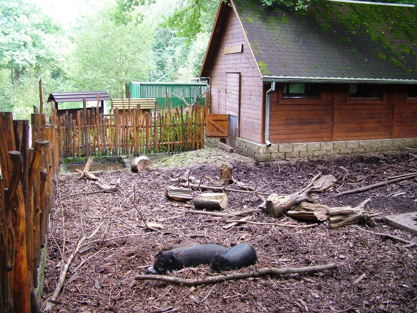 Visayan Warty Pig Exhibit at Decin, 28/08/12