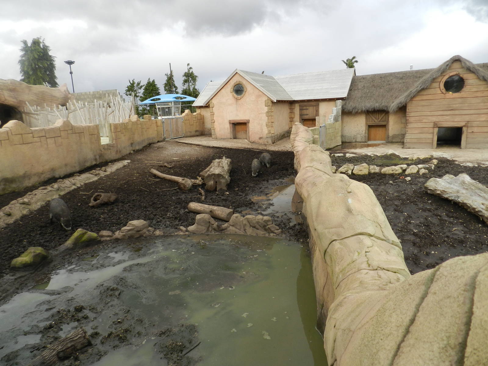 Visayan Warty Pig Exhibit at Flamingo Land - 14/10/2012