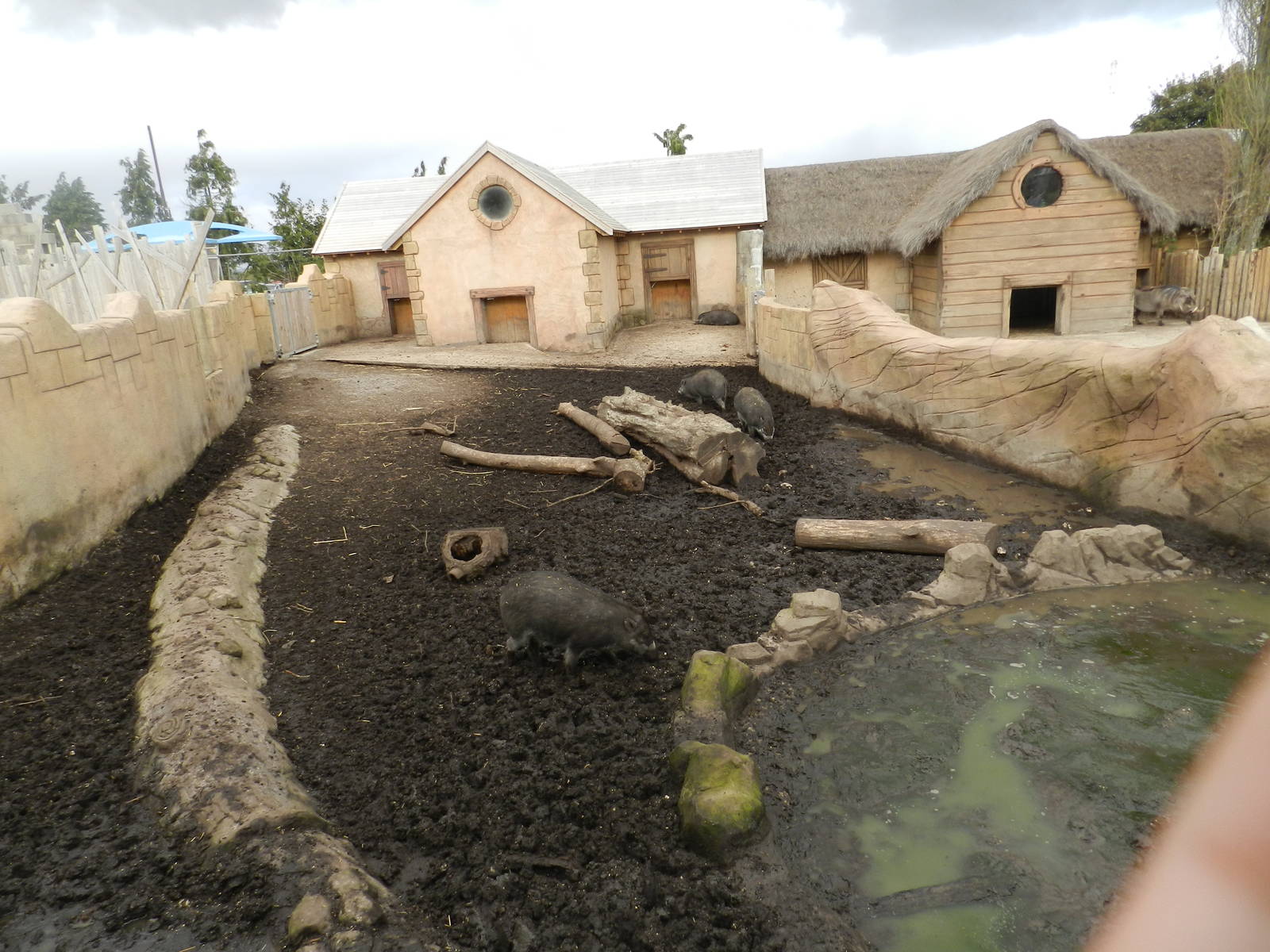 Visayan Warty Pig Exhibit at Flamingo Land -14/10/2012