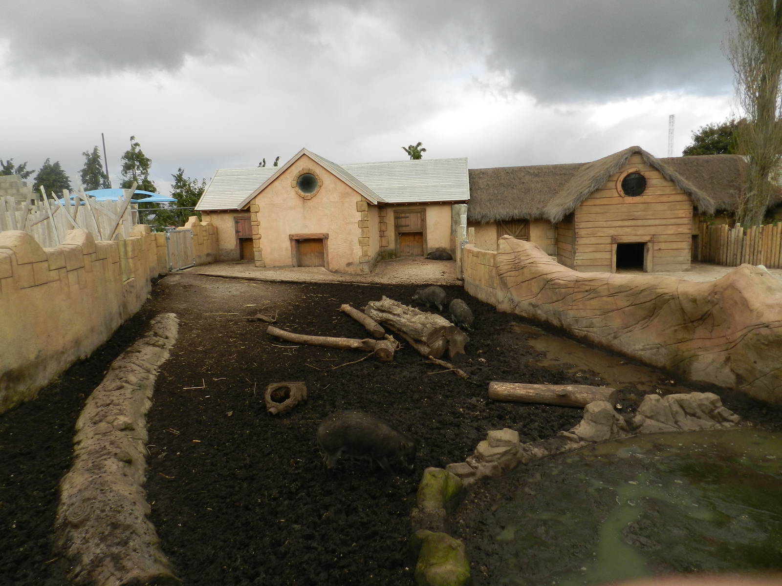 Visayan Warty Pig Exhibit at Flamingo Land - 14/10/2012